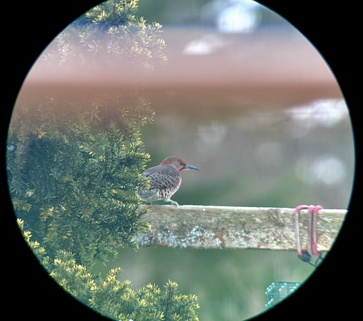 Northern Flicker (Yellow-shafted x Red-shafted) - ML647201147