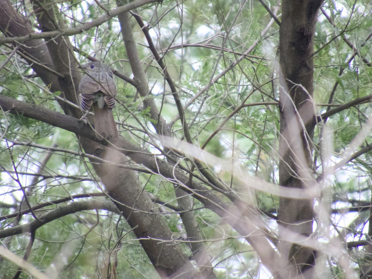 lemčík hedvábný - ML647201148