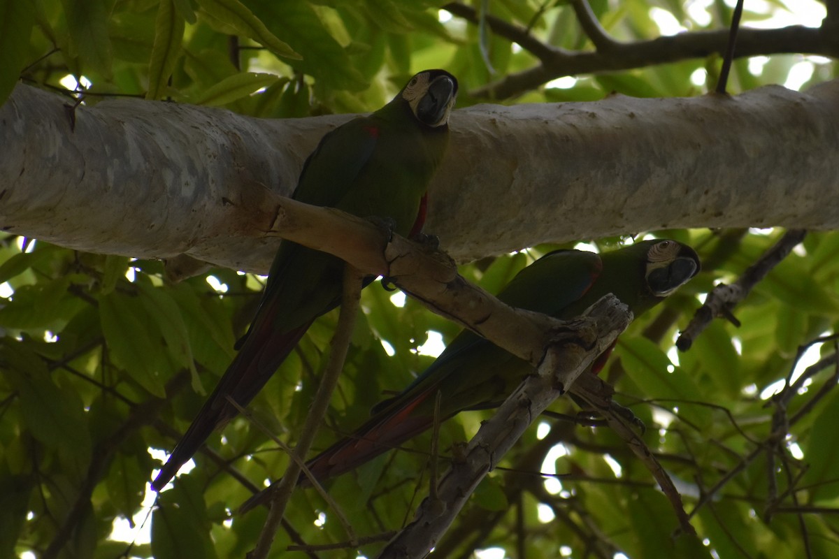 Ara vert - ML647201151