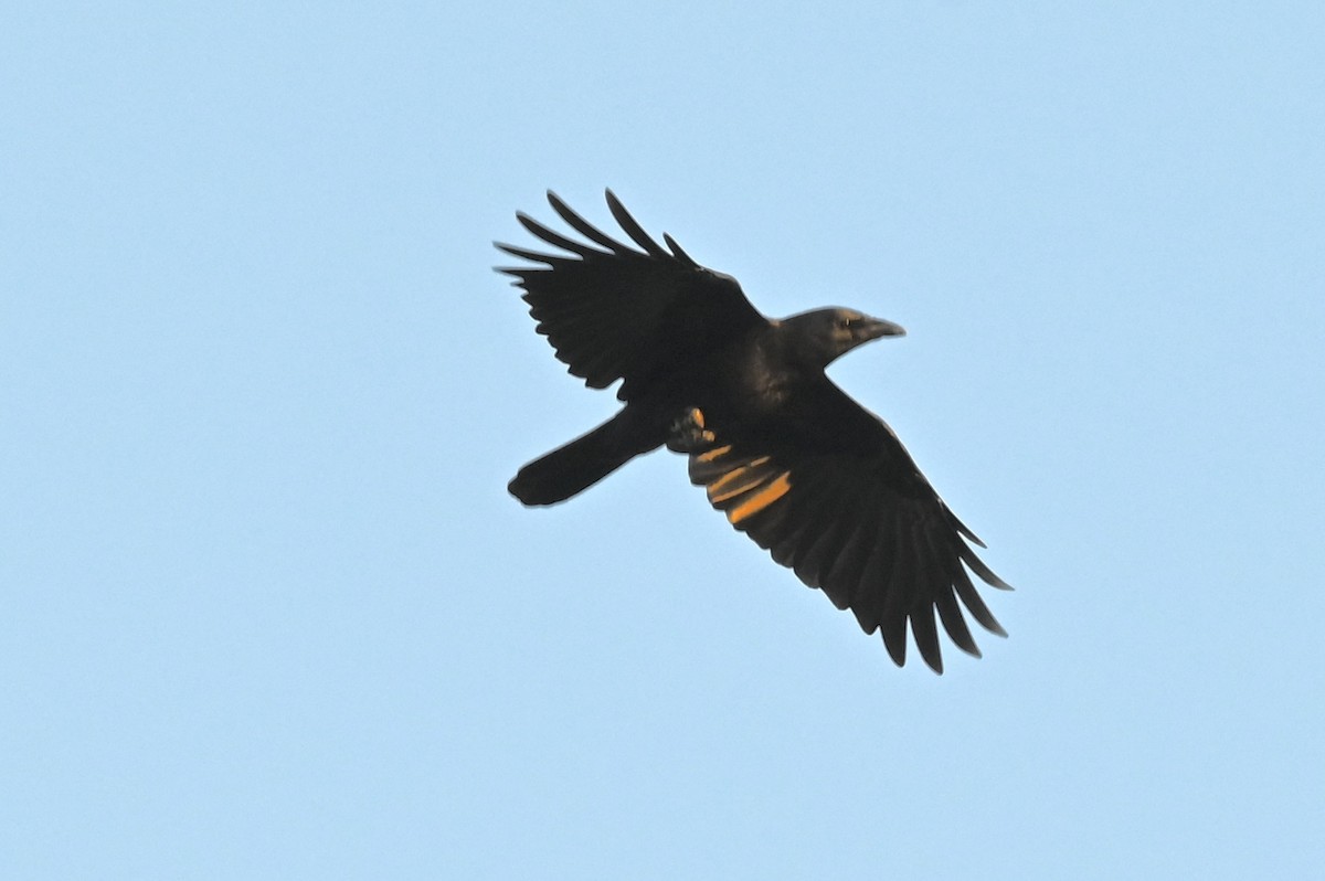 Common Raven - ML647201156
