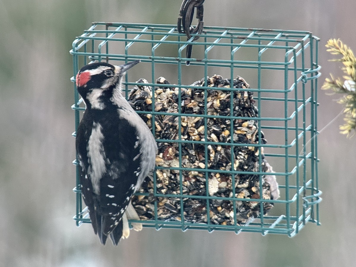 Hairy Woodpecker - ML647201161