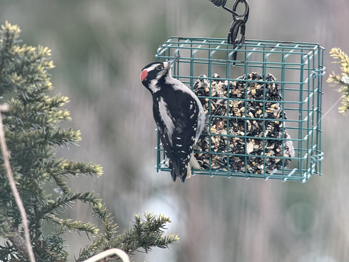 Hairy Woodpecker - ML647201162