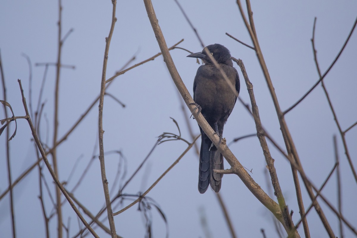 Great-tailed Grackle - ML647201164