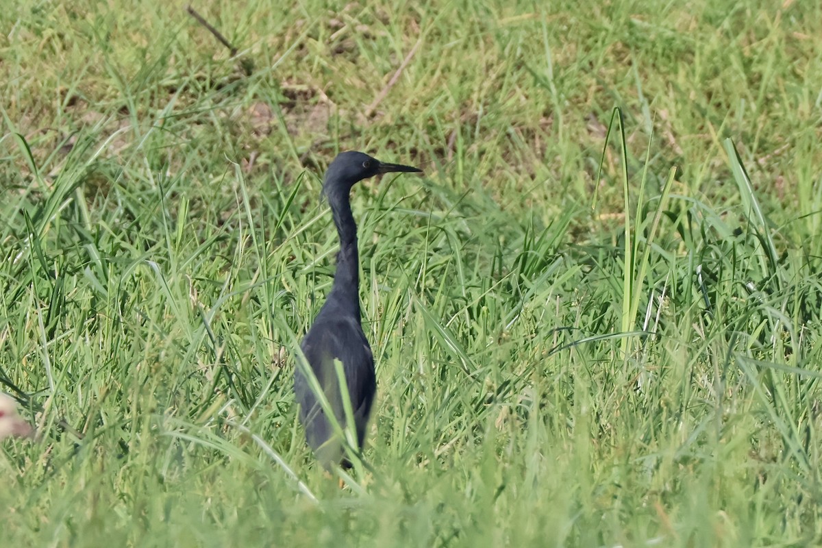 Al Gerdanlı Balıkçıl - ML647201166