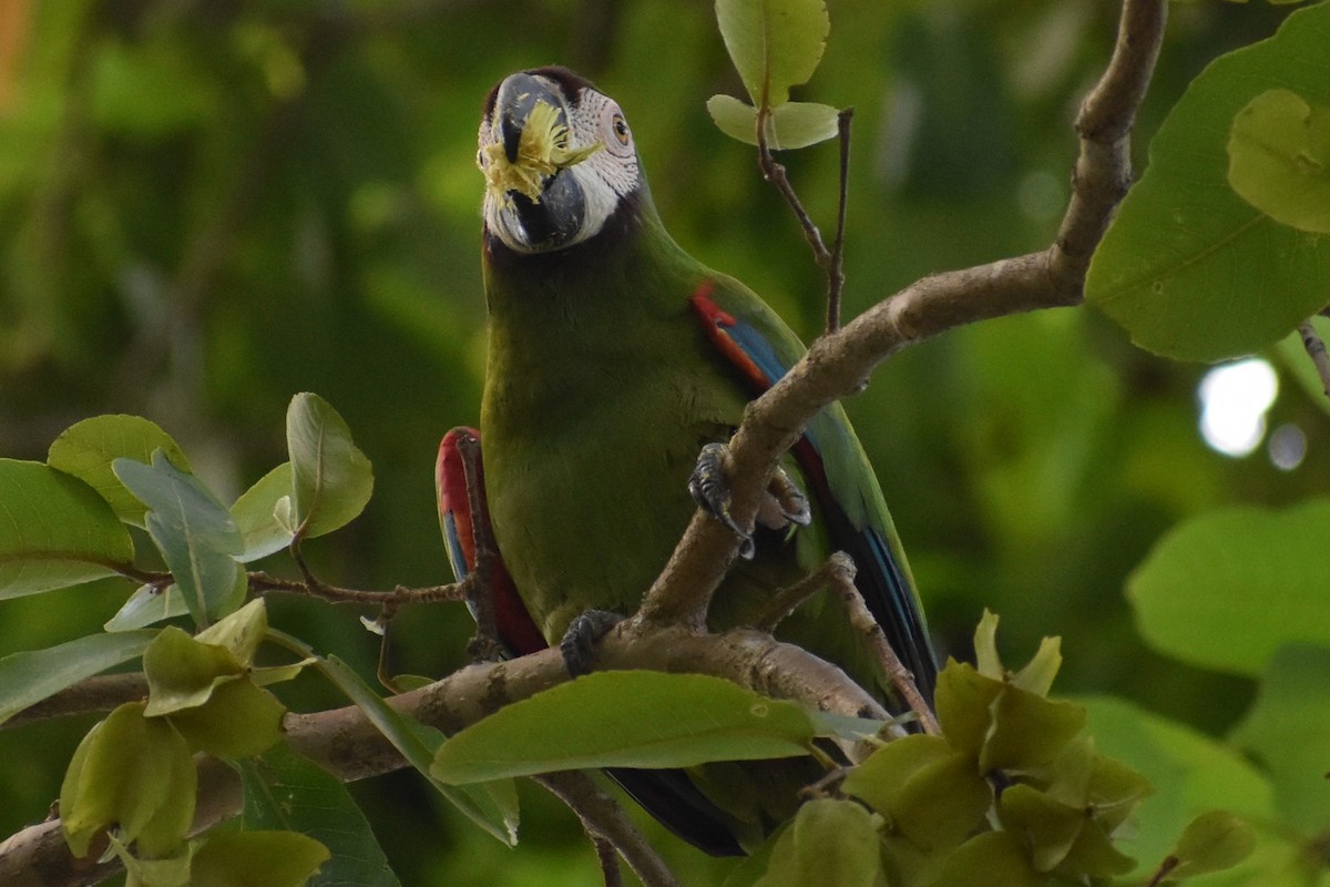 Ara vert - ML647201181