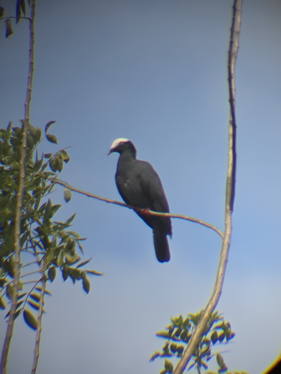 holub antilský - ML647201182