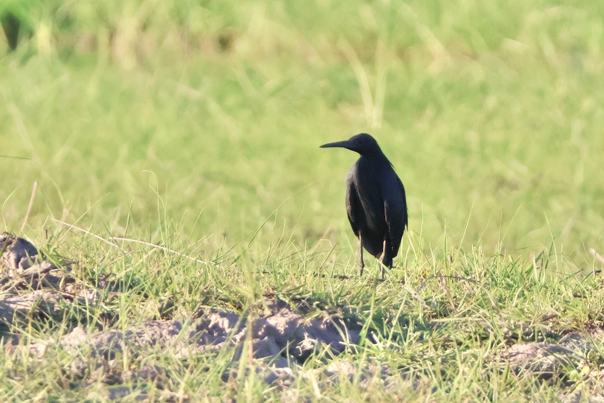 Kara Balıkçıl - ML647201184