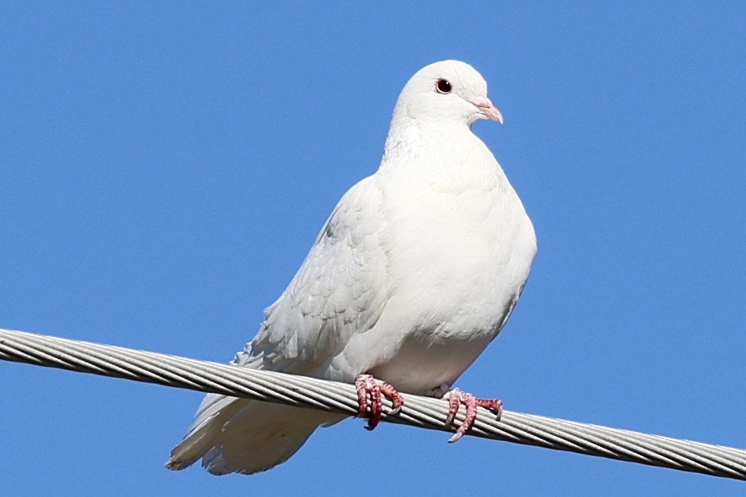 יונת בית - ML647201185
