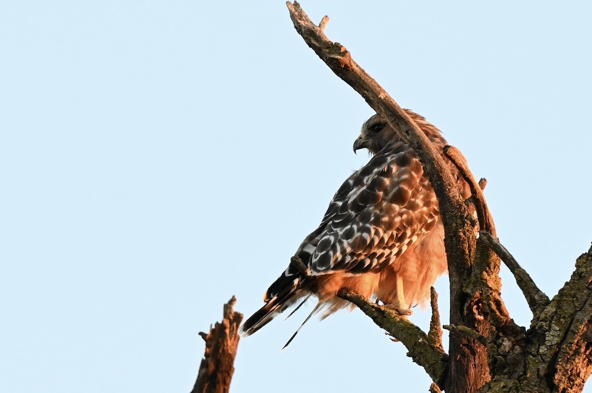 káně páskovaná - ML647201194