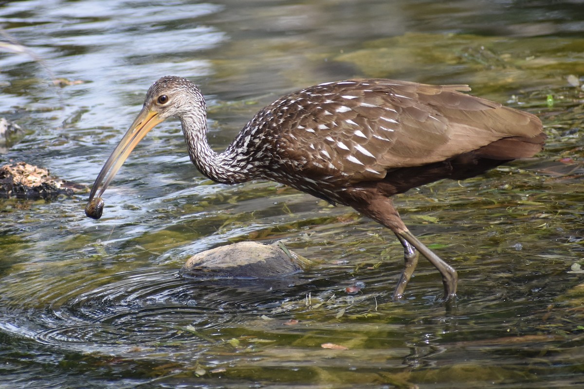 Courlan brun - ML647201195