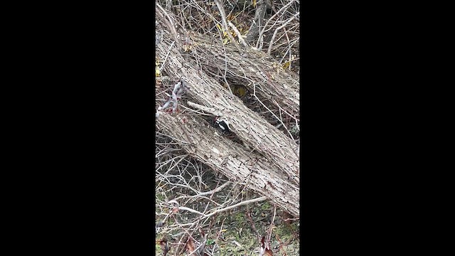 Hairy Woodpecker - ML647201196