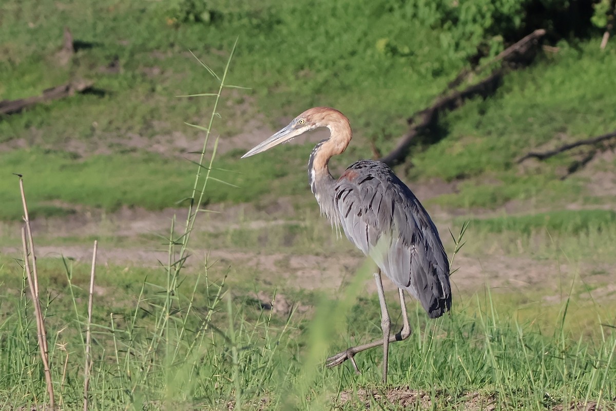 Héron goliath - ML647201197