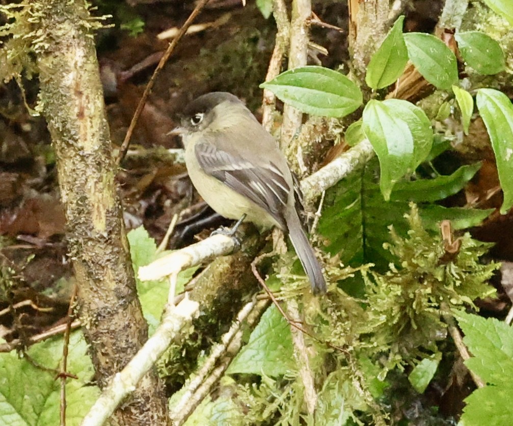 Black-capped Flycatcher - ML647201203