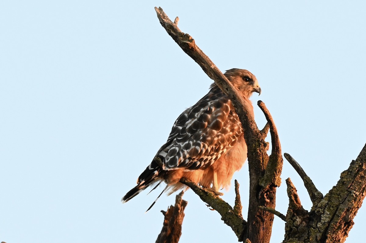 káně páskovaná - ML647201204