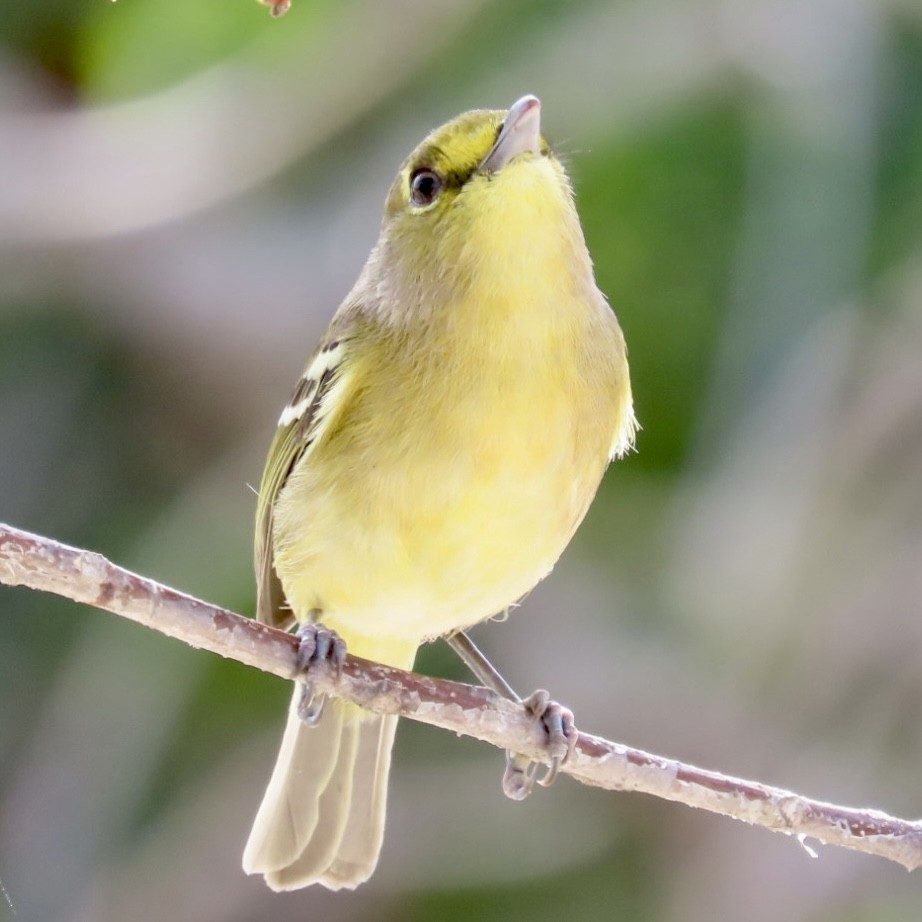 Віреон товстодзьобий - ML647201211