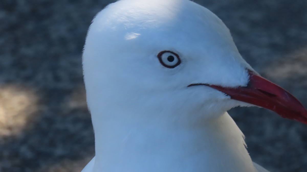 Silver Gull - ML647201214