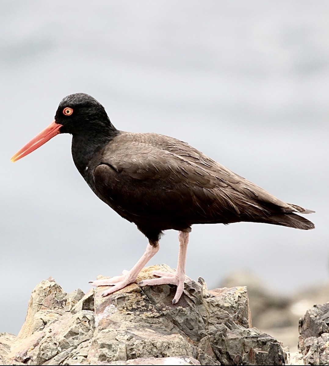 Black Oystercatcher - ML647201218