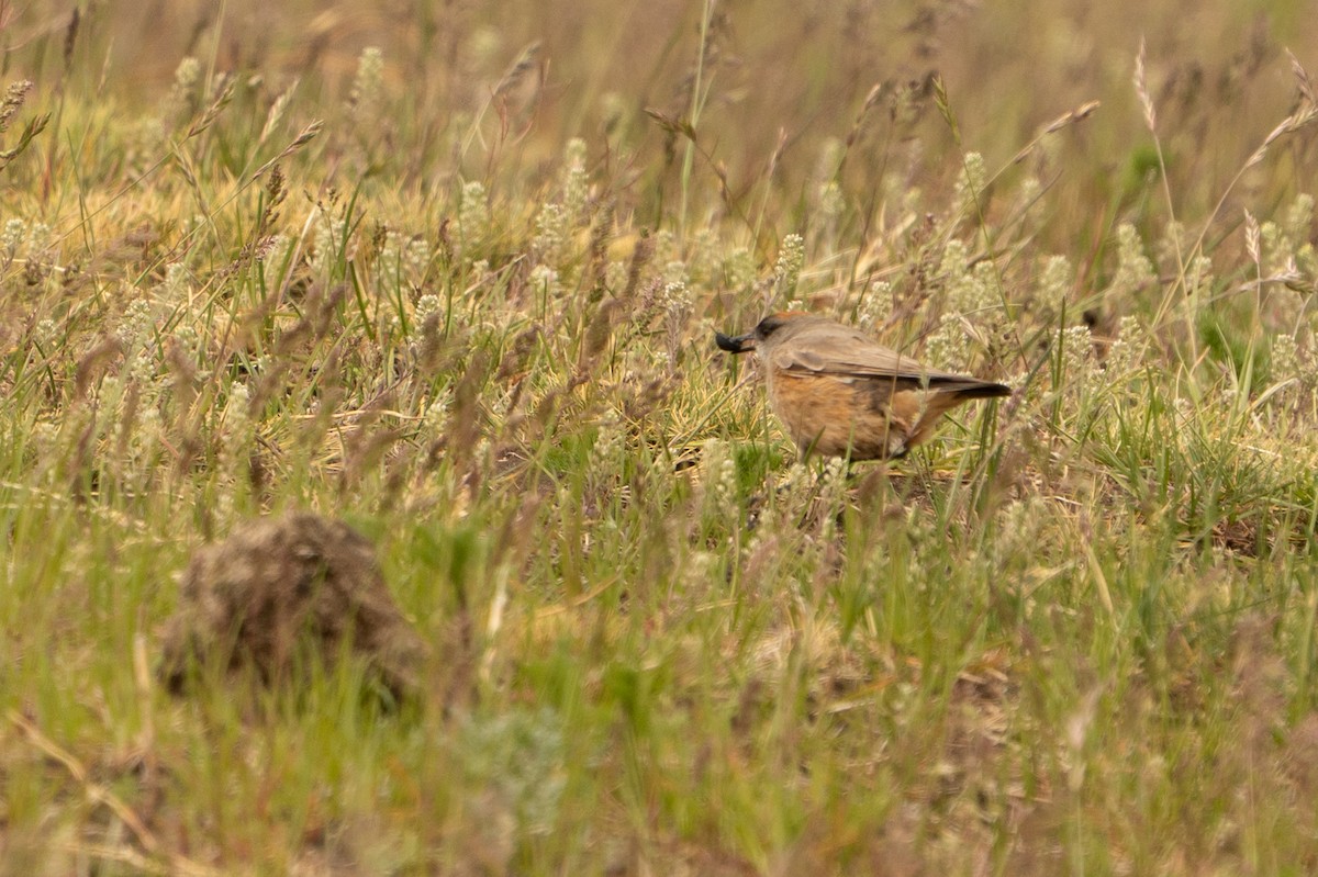 チャバライワタイランチョウ - ML647201223