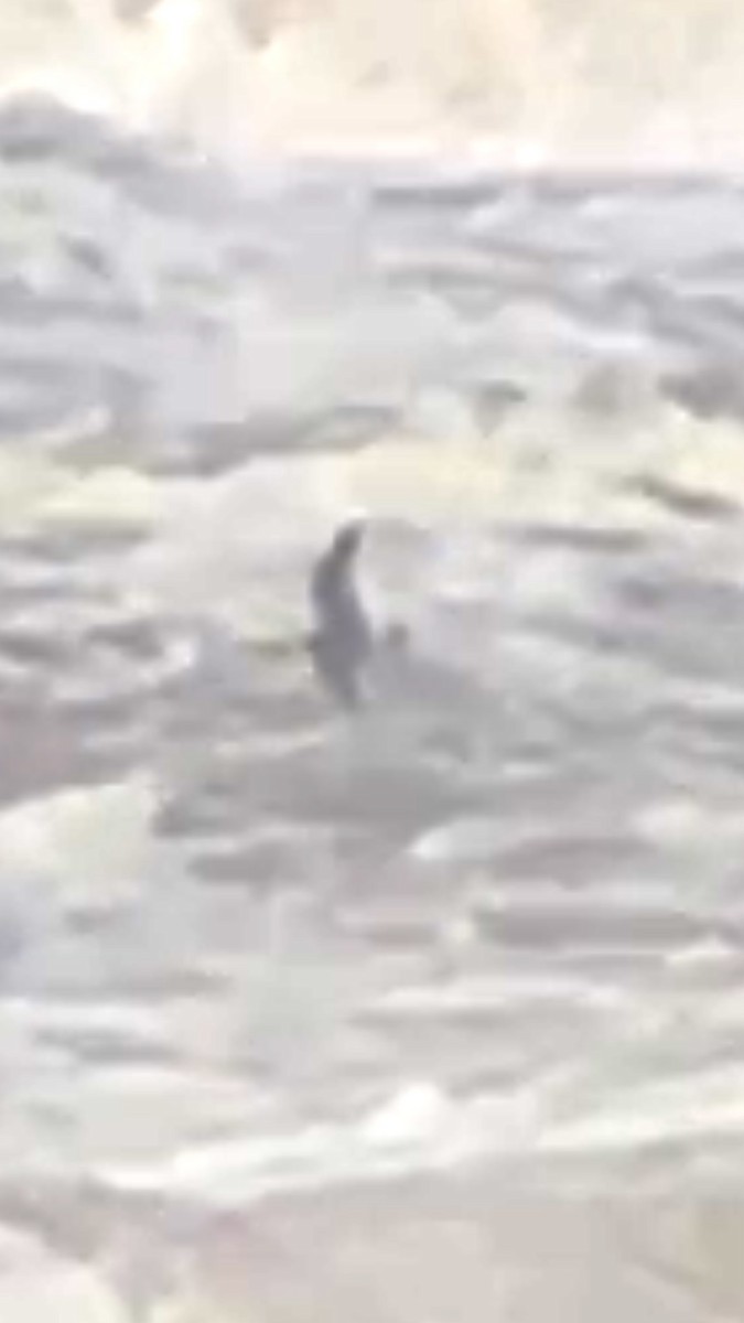 Leach's Storm-Petrel - ML647201226