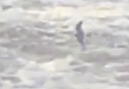 Leach's Storm-Petrel - ML647201227