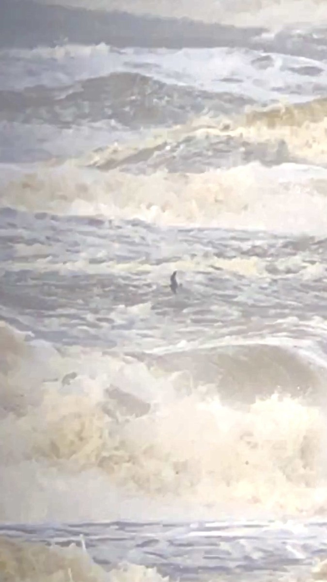 Leach's Storm-Petrel - ML647201228