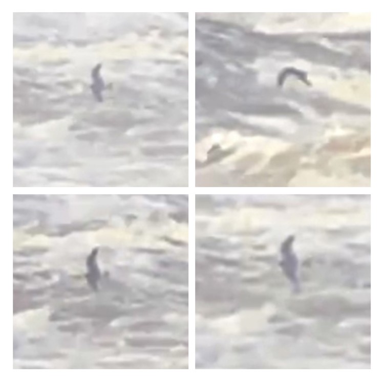 Leach's Storm-Petrel - ML647201229