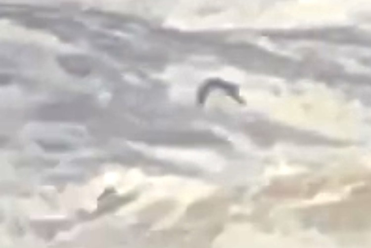 Leach's Storm-Petrel - ML647201230