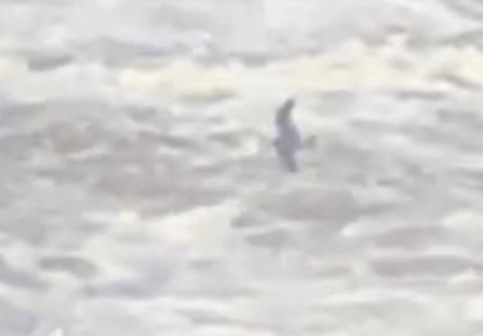 Leach's Storm-Petrel - ML647201231