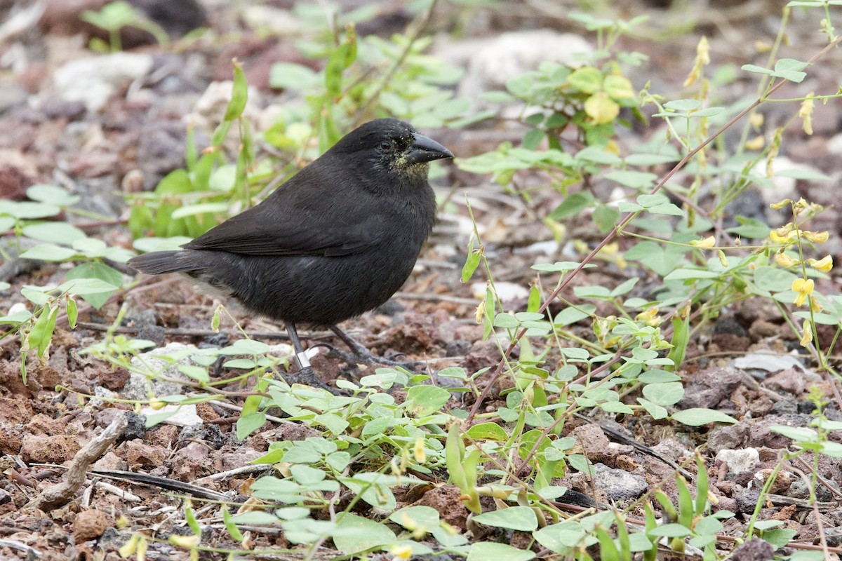 Kaktusgrundfink - ML647201234