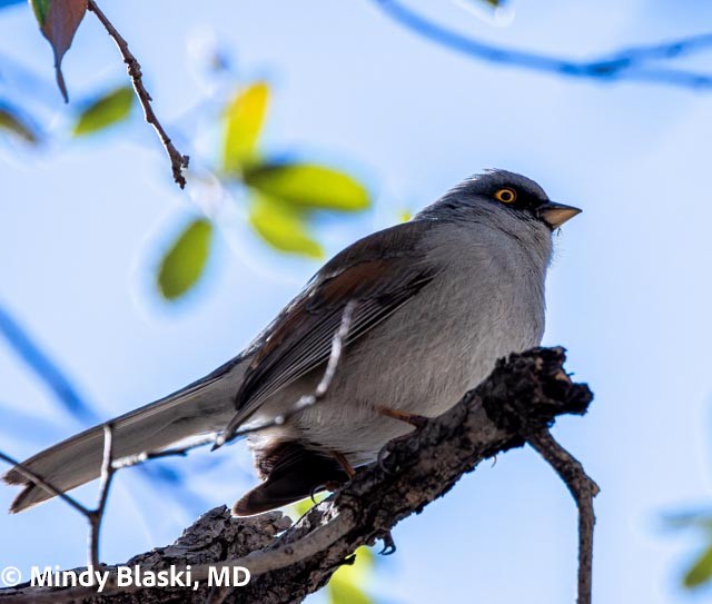Yellow-eyed Junco - ML647201235