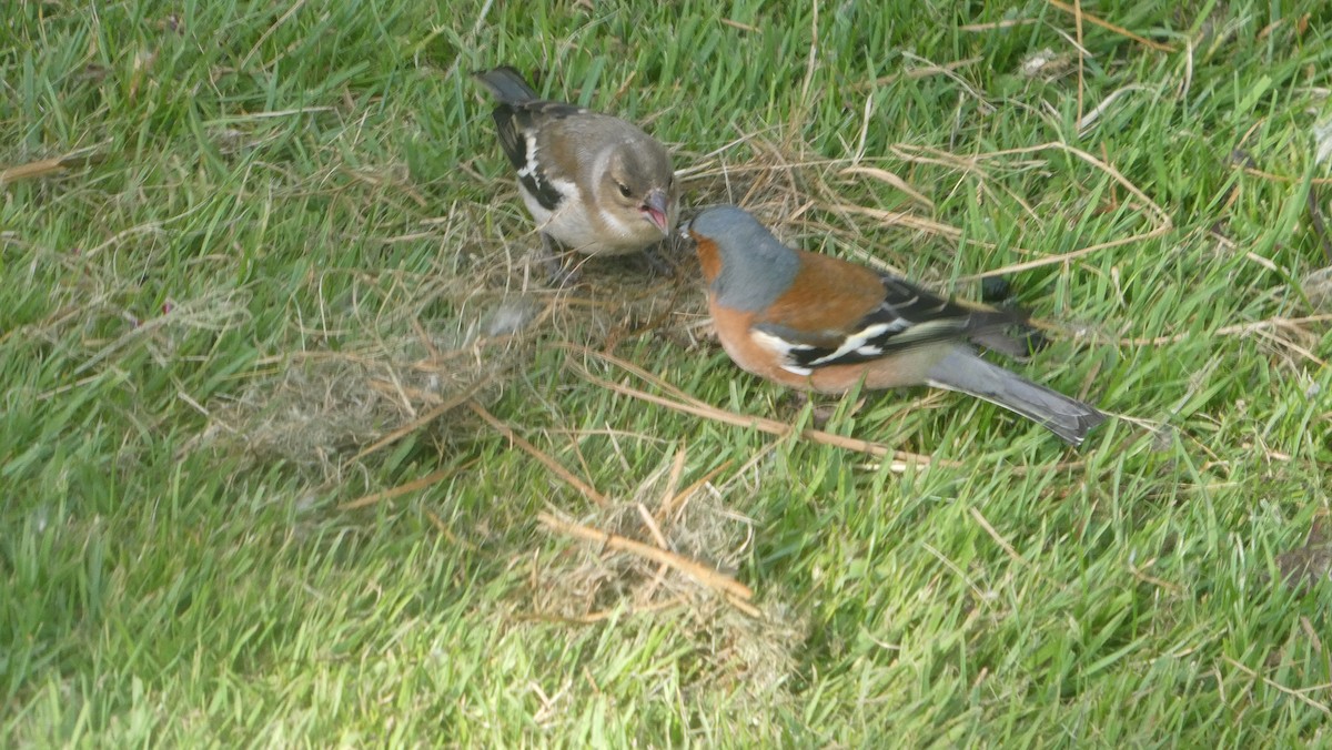 Txonta arrunta - ML647201241