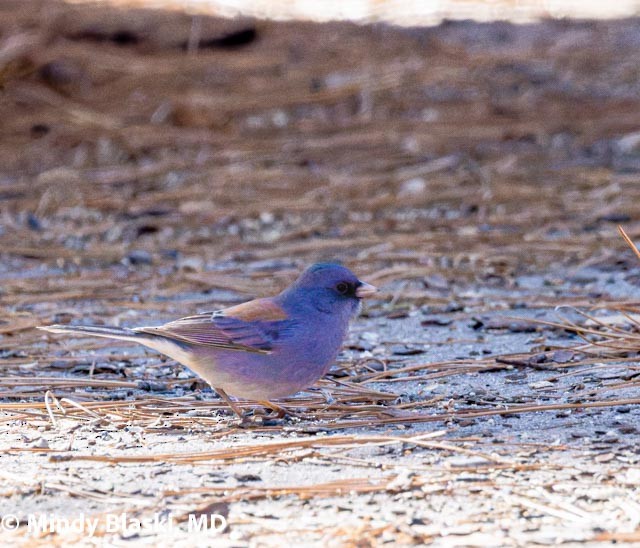 Dark-eyed Junco - ML647201242