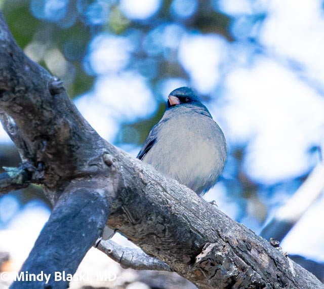 Dark-eyed Junco - ML647201243
