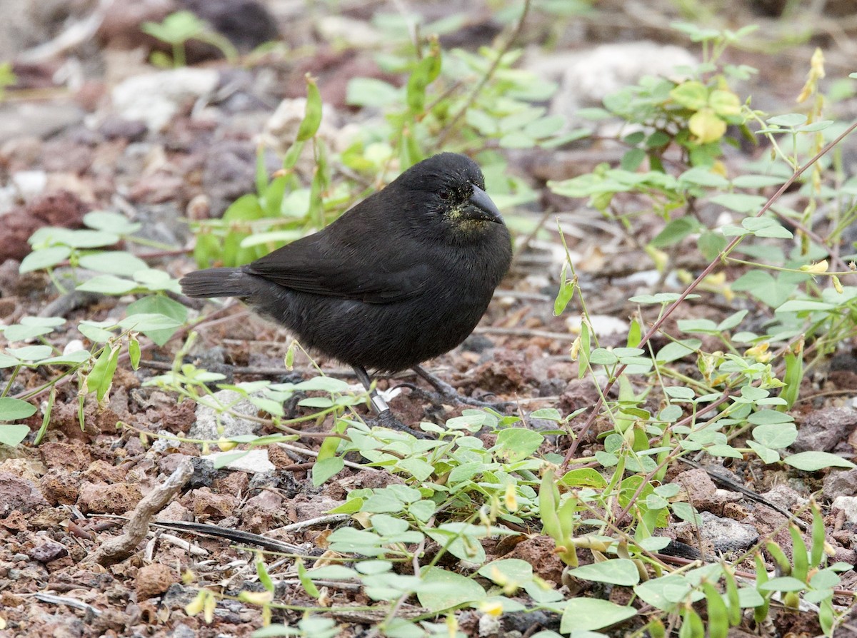 Kaktusgrundfink - ML647201244