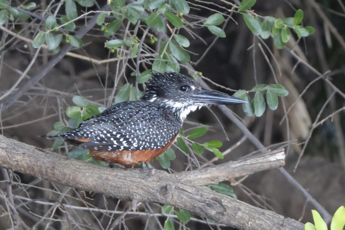 Büyük Afrika Yalıçapkını - ML647201255