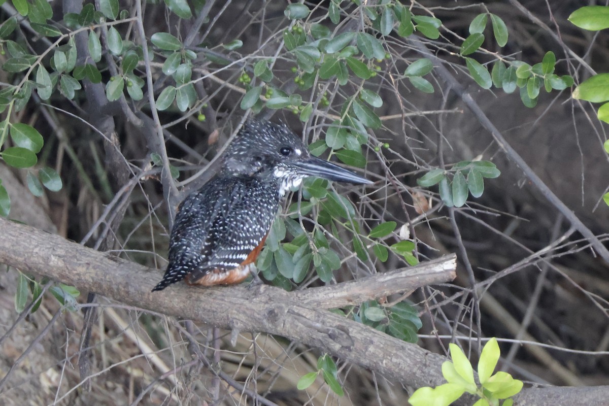 Büyük Afrika Yalıçapkını - ML647201256