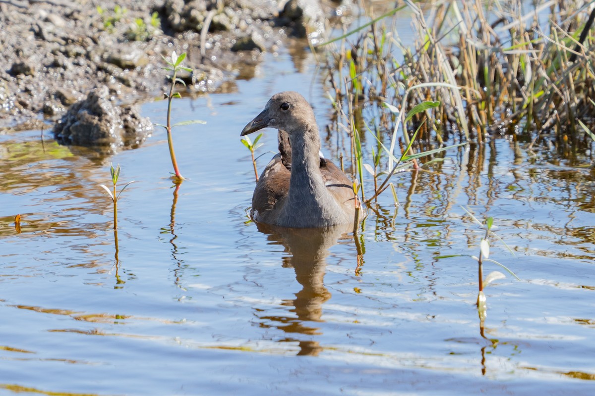 Common Gallinule - ML647201264
