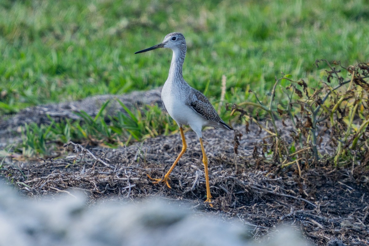 Greater Yellowlegs - ML647201275