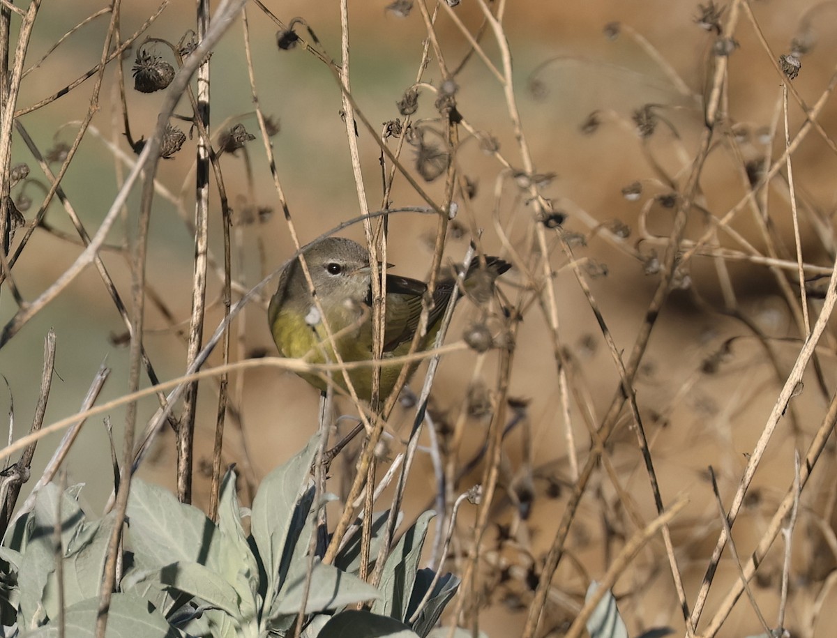 lesňáček hvězdičkový (ssp. celata/orestera) - ML647201278