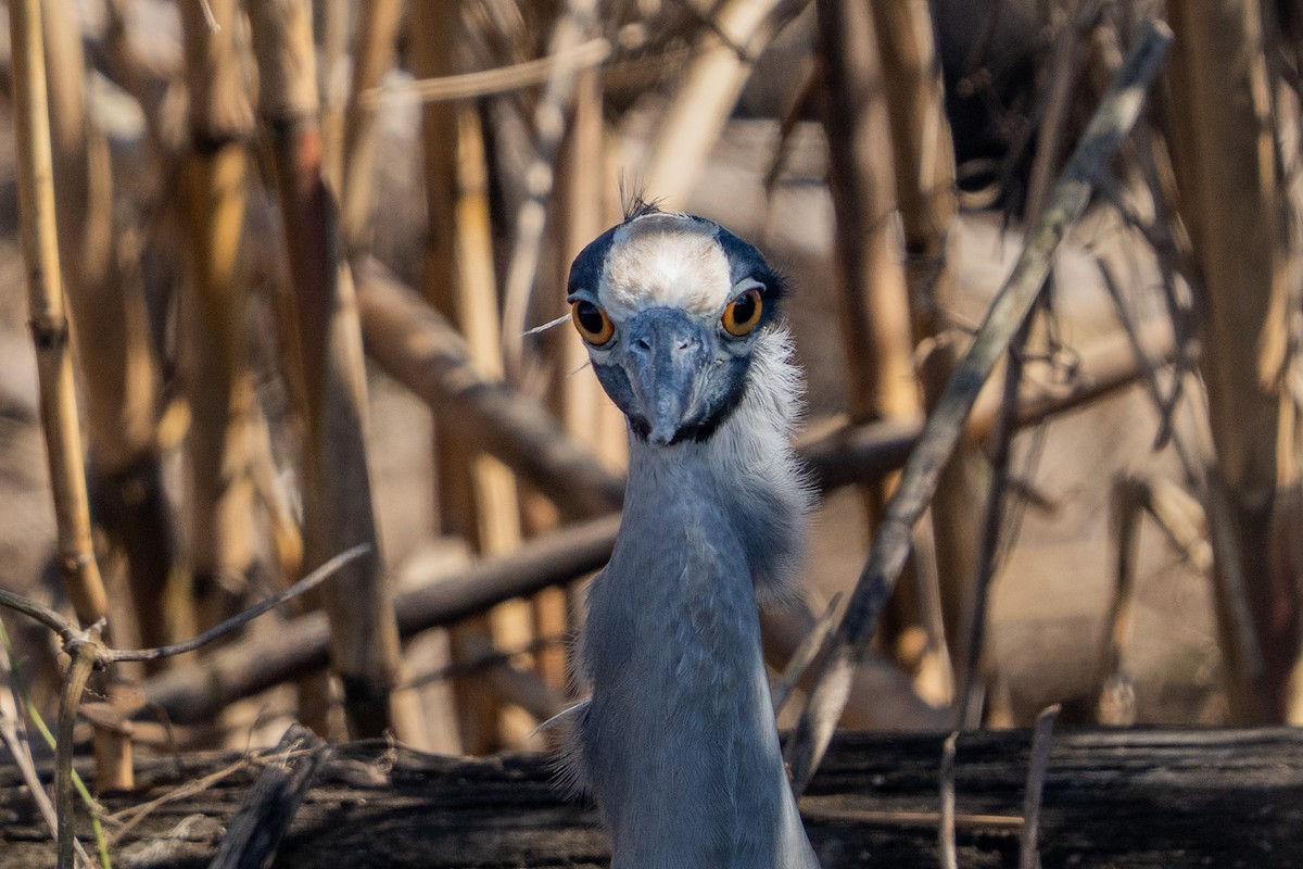 Yellow-crowned Night Heron - ML647201279