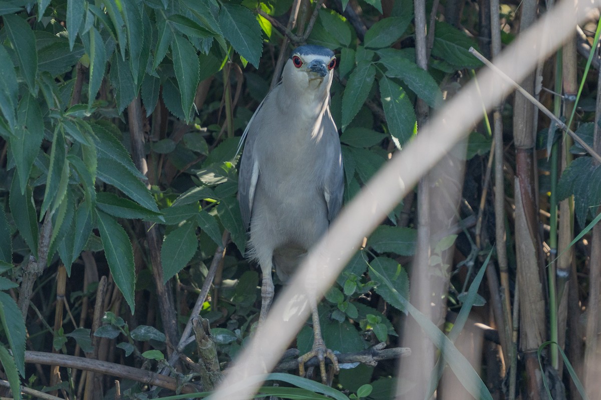 Black-crowned Night Heron - ML647201283