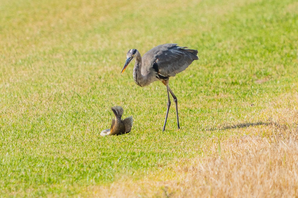 Great Blue Heron - ML647201286