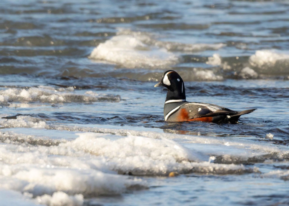 Ahate arlekina - ML647201287