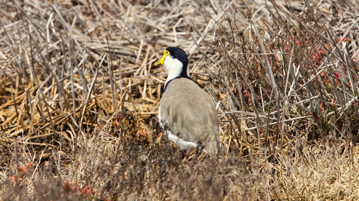 Masked Lapwing - ML647201297