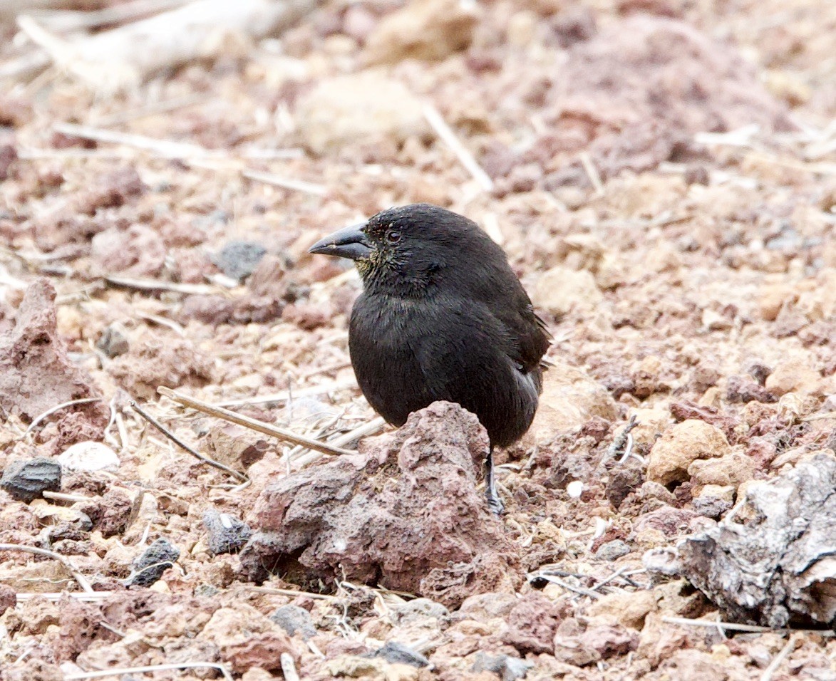 Kaktusgrundfink - ML647201298