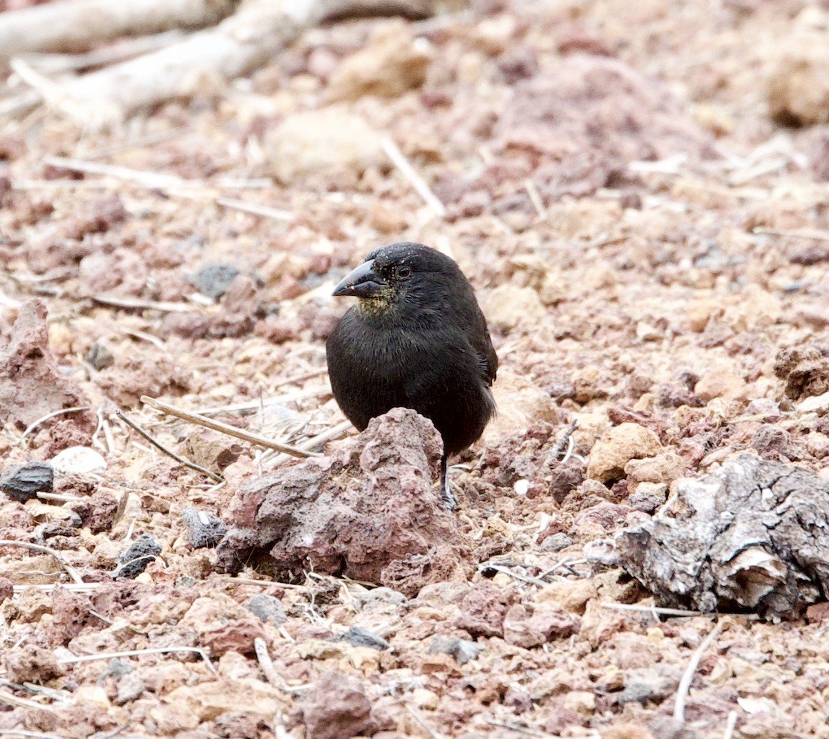 Kaktusgrundfink - ML647201305