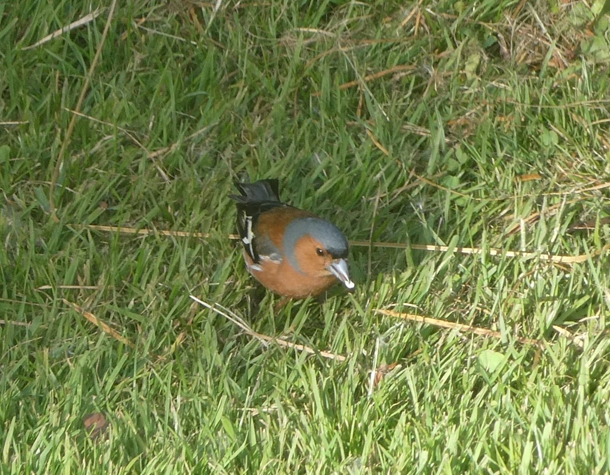 Txonta arrunta - ML647201323