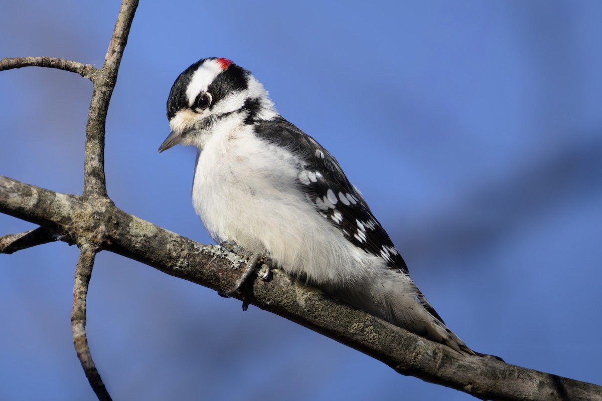 Downy Woodpecker - ML647201324