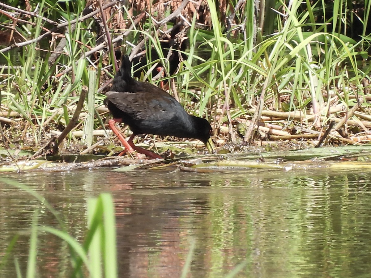 Kara Afrika Yelvesi - ML647201326
