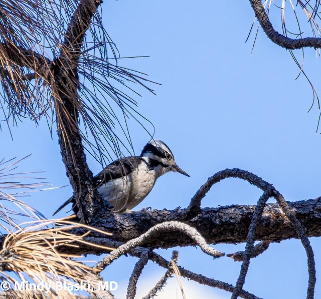 Hairy Woodpecker - ML647201328